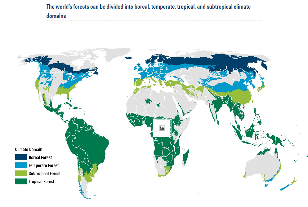 Forest Extent Global Forest Review